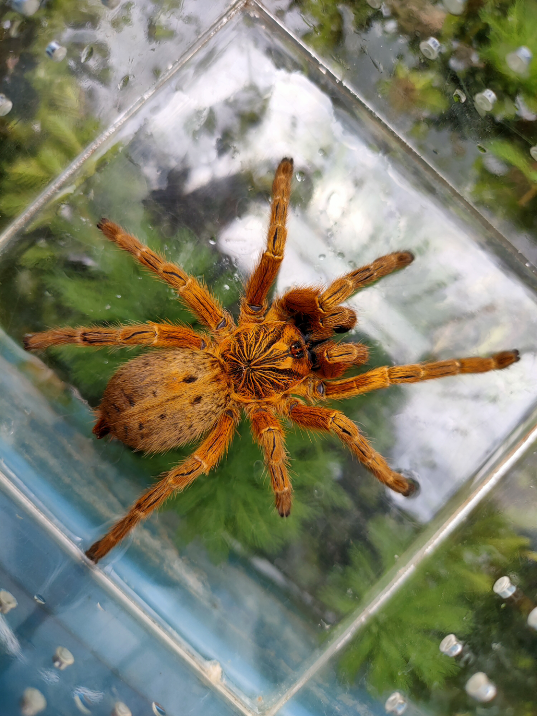 阳光下的橙巴布_哔哩哔哩_bilibili