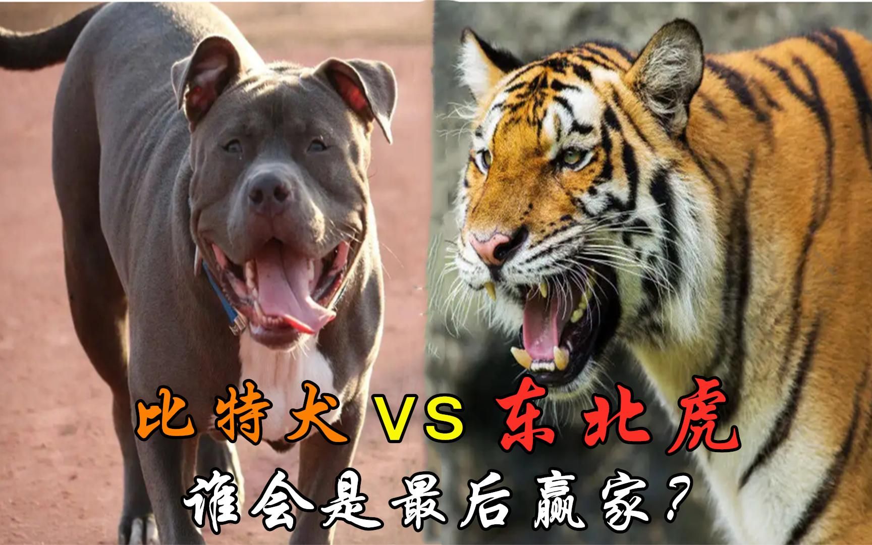 [图]一只老虎有多可怕，10只比特犬能不能干掉一只成年老虎？