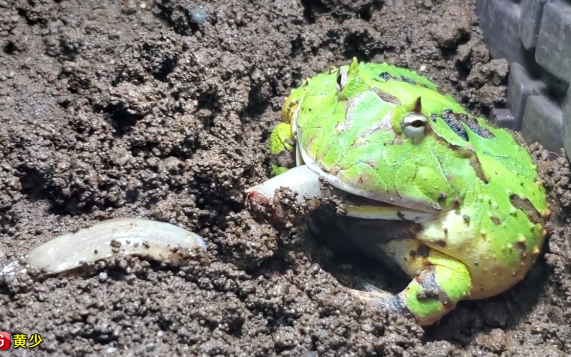 霸王角蛙喂食,这状态 真的是吃一口要睡一睡