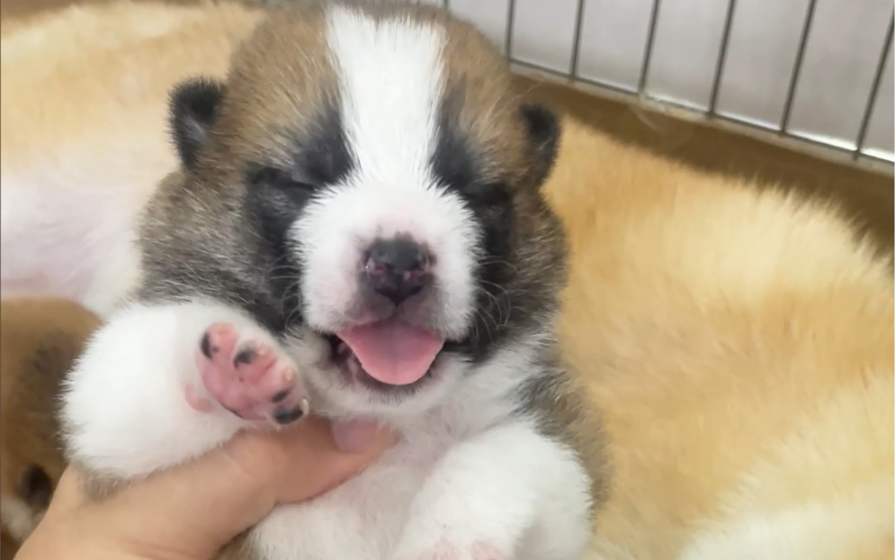 花色柴犬幼崽真是第一次看到,不知道以为是柯基犬呢!