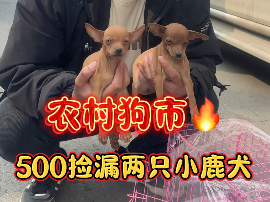 小鹿犬又来喽!#小鹿犬 #茶杯犬#萌宠哔哩哔哩bilibili