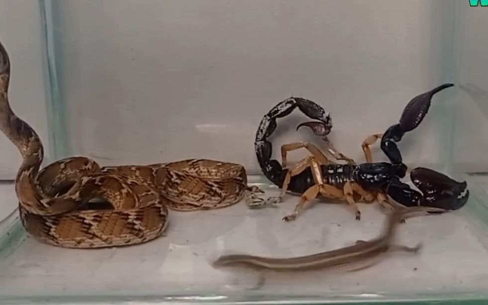 帝王蝎子vs蛇图片