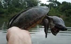 下载视频: 【熟肉】来自伯利兹泻湖的怪物--野采墨西哥巨型麝香龟！