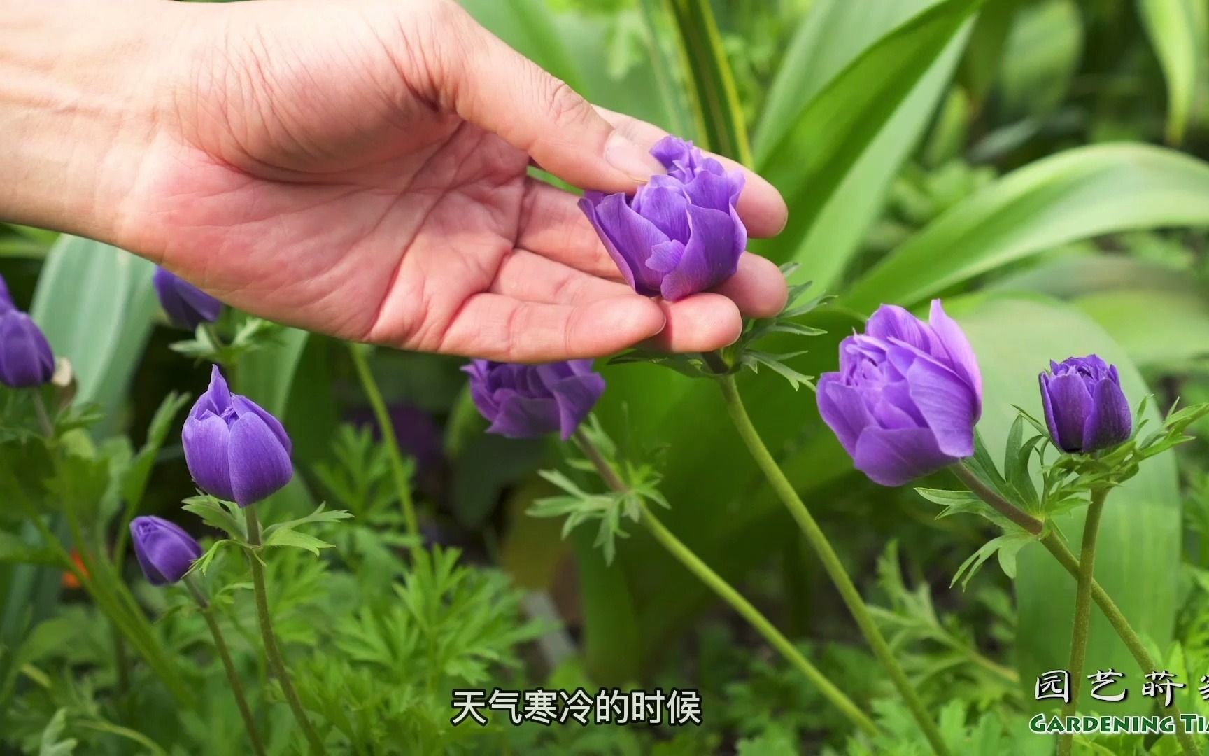 [图]园长介绍花境植物和鸢尾【小时间，大园艺】