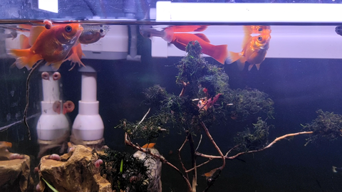 金鱼便秘了吗 哔哩哔哩