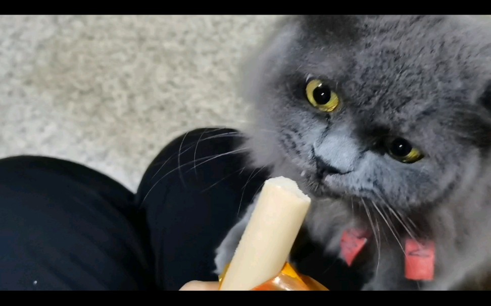 吃货猫咪,浅尝一下香肠