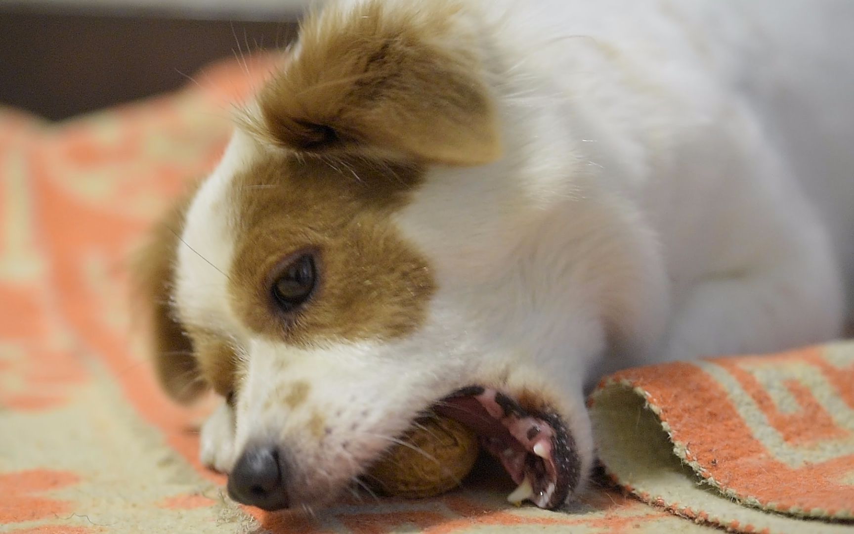 【吃货狗狗】看狗狗怎么吃核桃