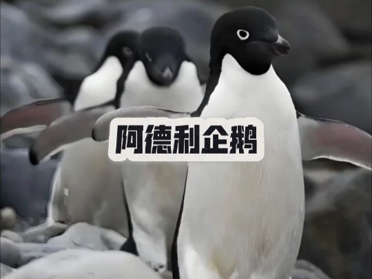 阿德利企鹅驱逐地球最大帝企鹅 ,直立身高接近成年人!
