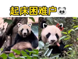 Descargar video: 起床困难户圆梦梦，每次“开机”都要酝酿好半天，鼻子有点痒挠一挠，挠完痒痒还要拉拉筋，我们圆梦真是太可爱了。