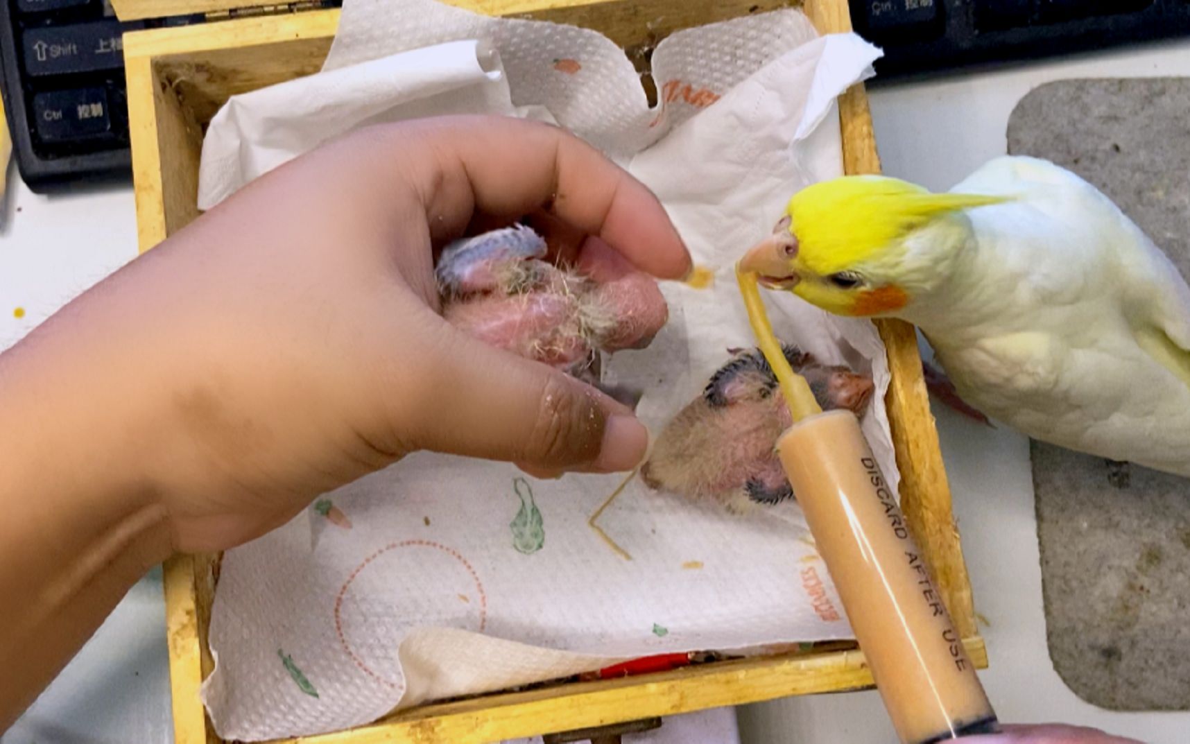 手养10天大的玄凤鹦鹉,喂食奶粉是关键,新手注意好温度