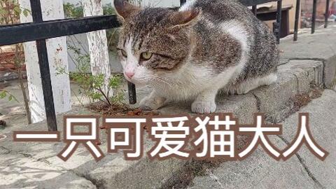 一只可爱的猫大人 哔哩哔哩 一只可爱的猫大人 哔哩哔哩