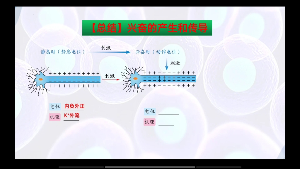 人教版高中生物选择性必修一第二章第三节《神经冲动的产生和传导》课件来源:学科网哔哩哔哩bilibili