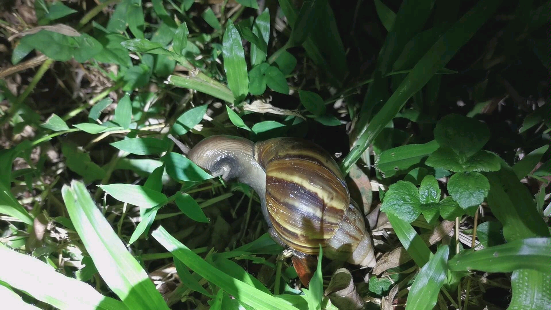 蜗牛吃草_哔哩哔哩 (゜-゜)つロ 干杯~-bilibili