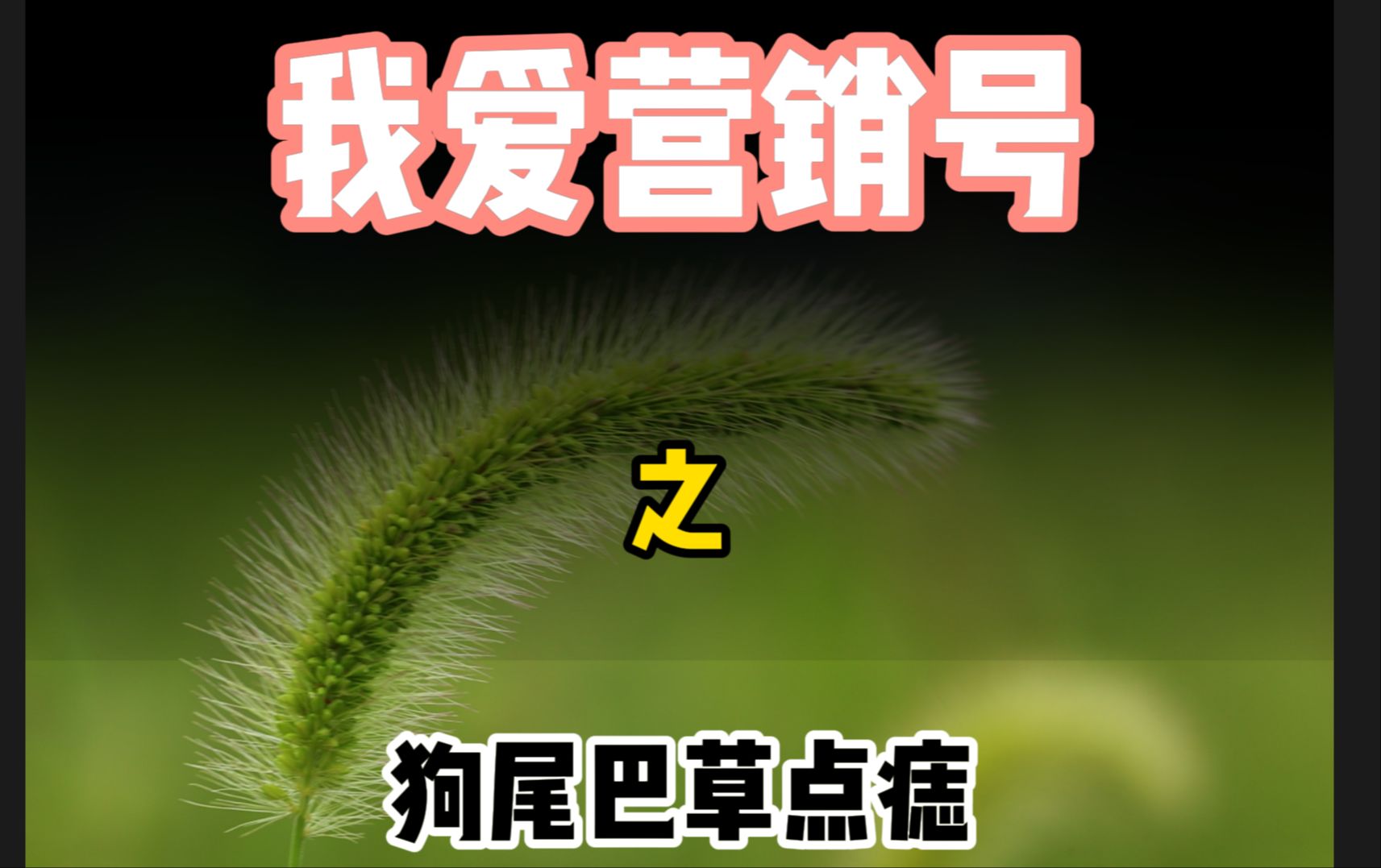 吐槽营销号,狗尾巴草还能点痣哔哩哔哩bilibili