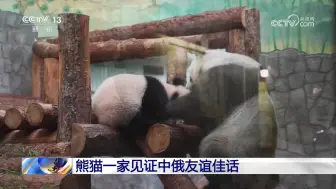 Tải video: 【丁丁如意喀秋莎】熊猫一家见证中俄友谊佳话