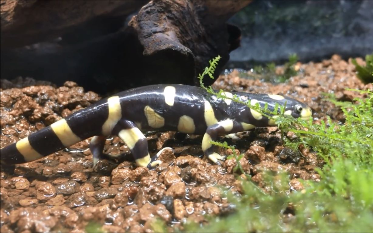 【ちゃんねる鰐】我家的虎纹钝口螈真是可爱