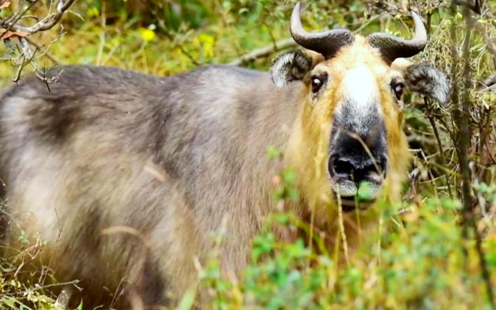 四川洪雅拍到羚牛带幼崽活动,育幼方式有多奇葩?孩子送去幼儿园