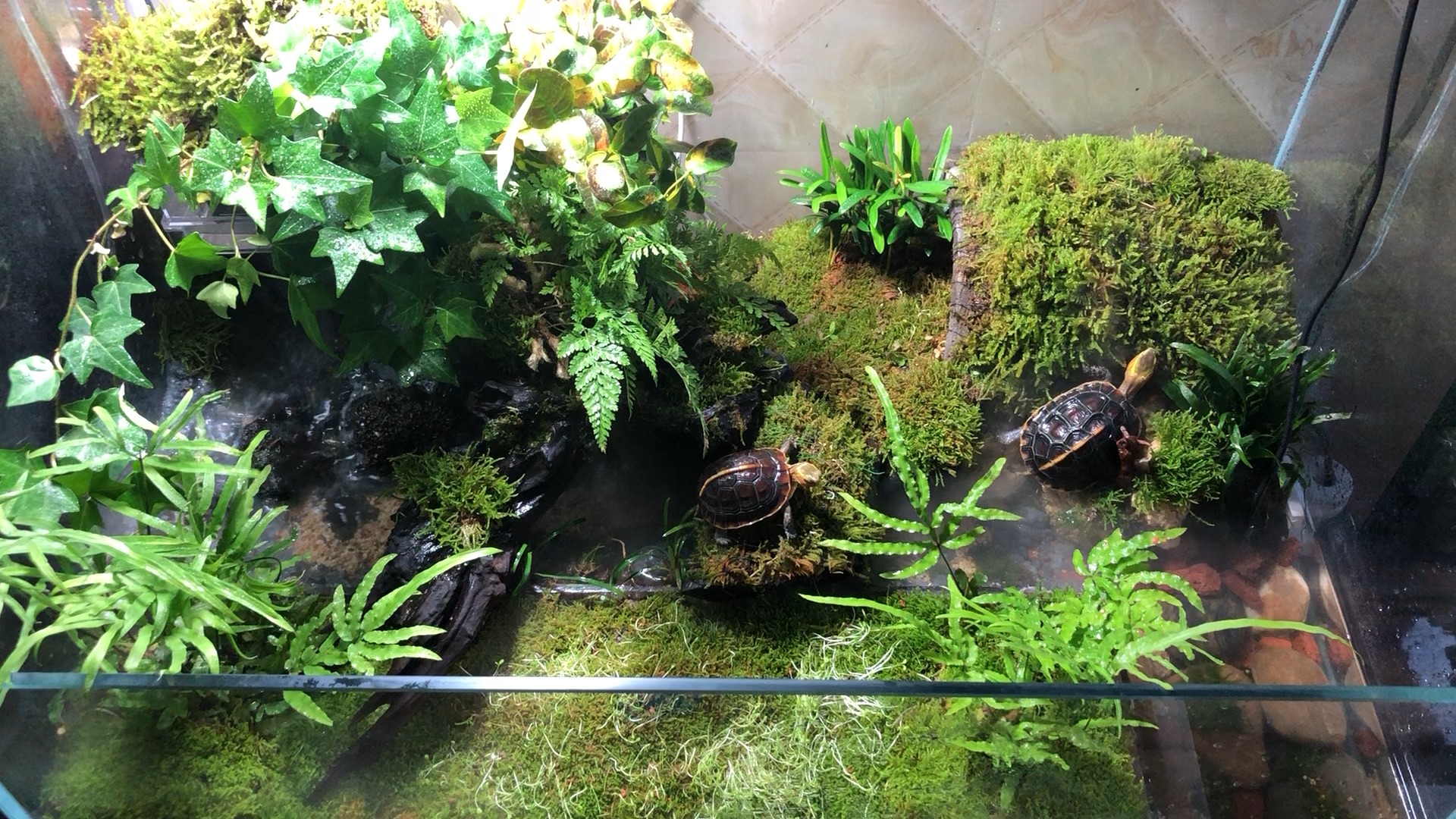 黄缘龟家养环境图图片