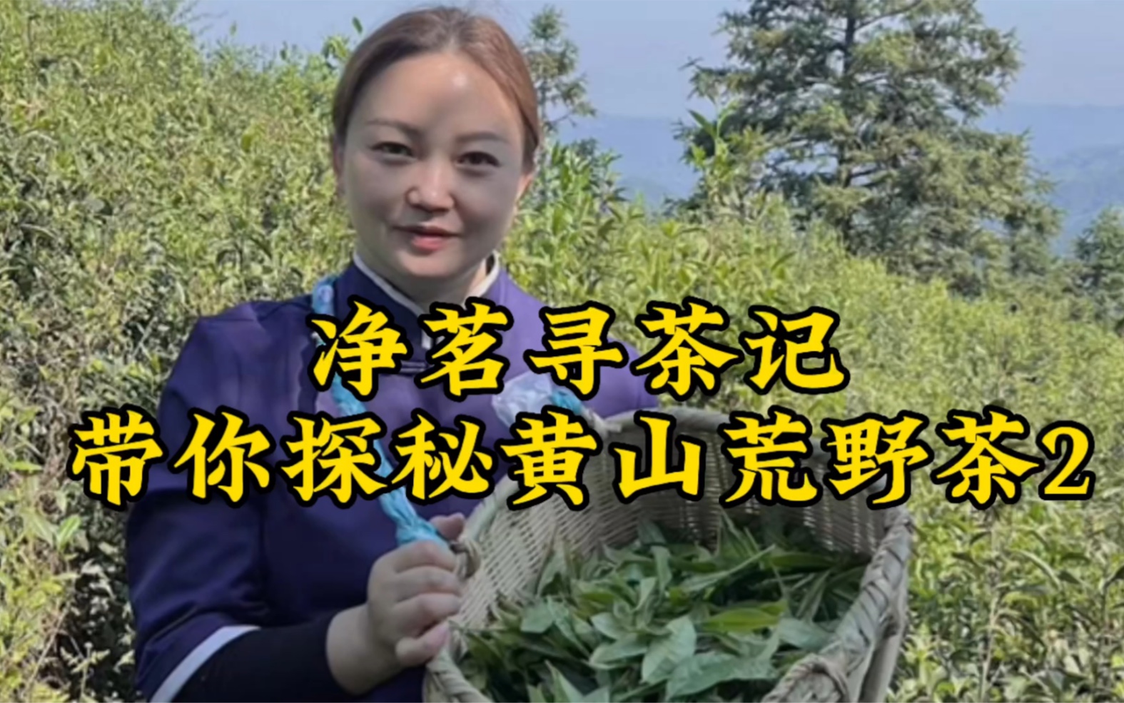 [图]净茗寻茶记-带您探秘黄山荒野茶山2，净茗老师带你学茶不走弯路