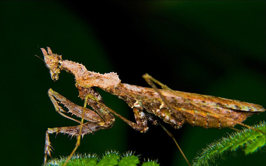 2l海南角螳喂食蛾蠓