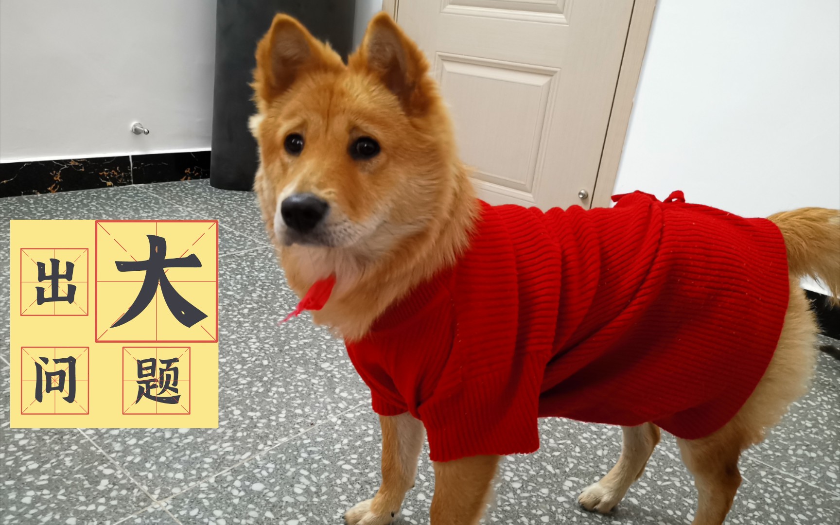 恶犬咆哮 嗷嗷嗷哔哩哔哩bilibili