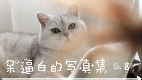 花花与三猫 呆逼白的写真集 第七番 哔哩哔哩 花花与三猫 呆逼白的写真集 第七番 哔哩哔哩