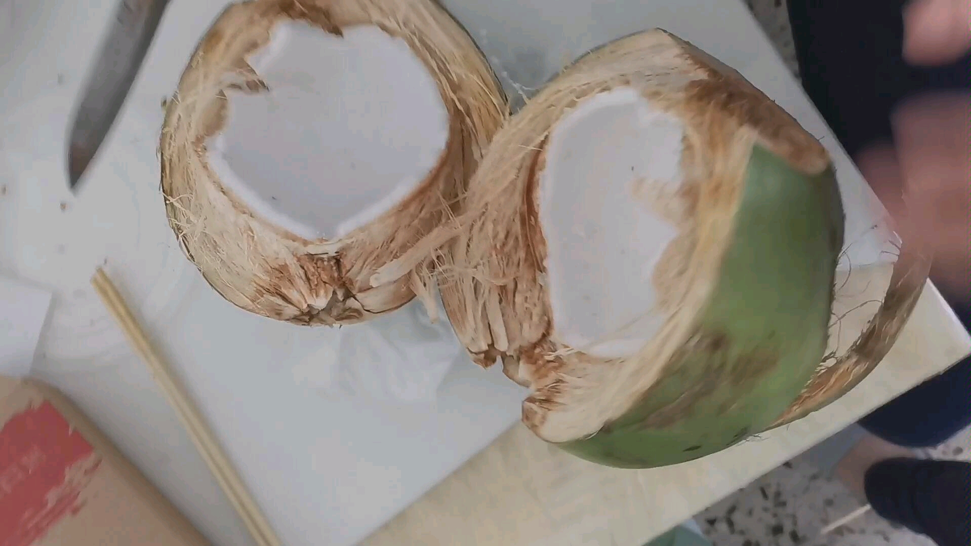 椰子解剖图图片