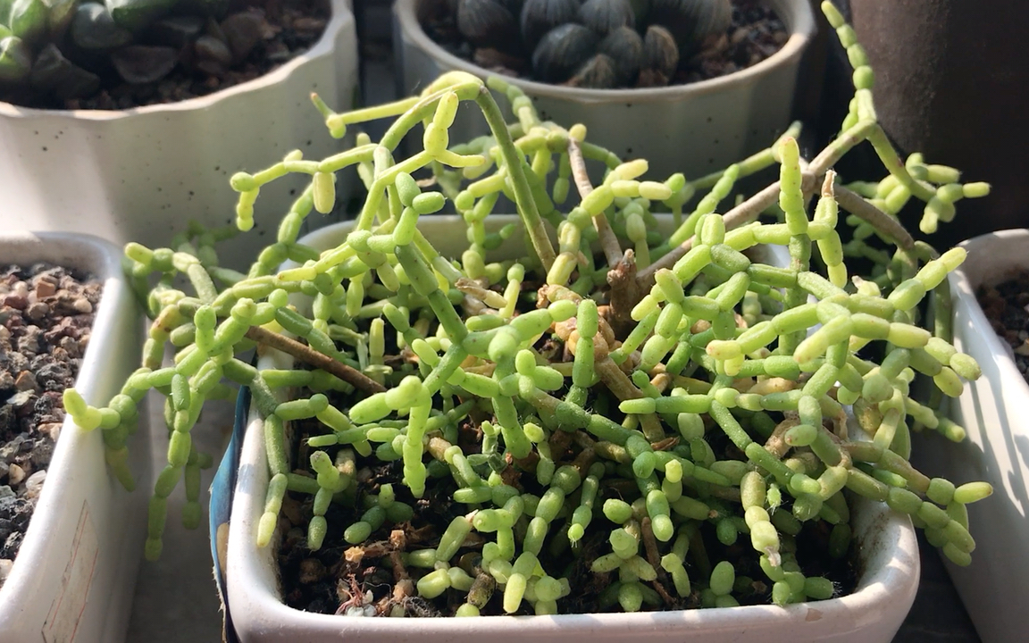 多肉植物 青柳 rhipsalis cereuscula haw 原产地为巴西等国热带雨林