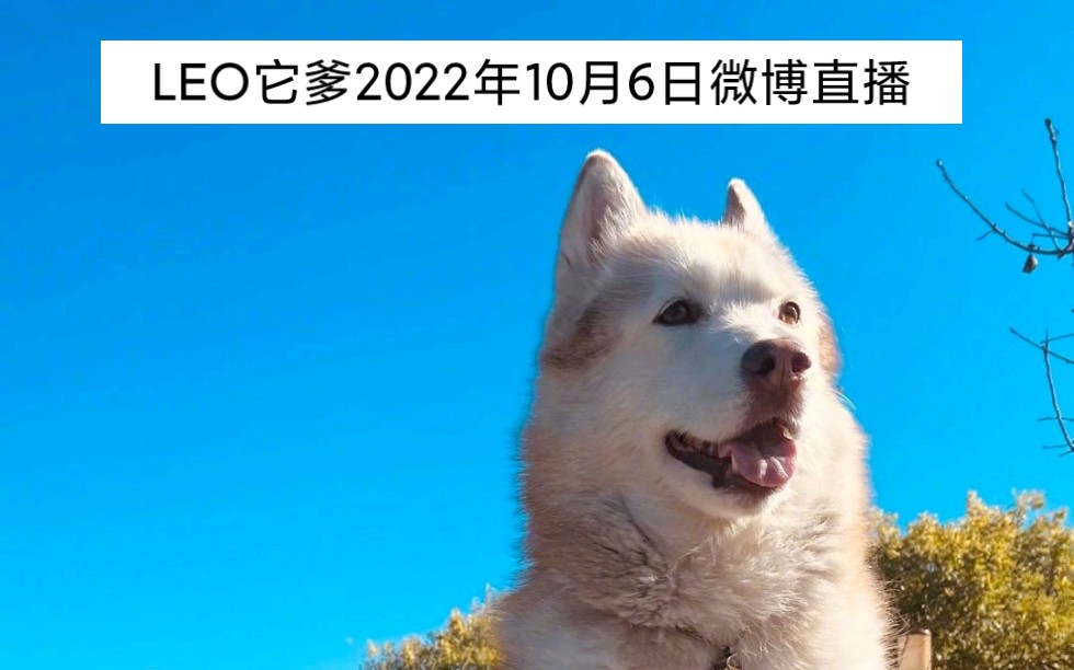 [图]LEO它爹2022年10月6日微博直播