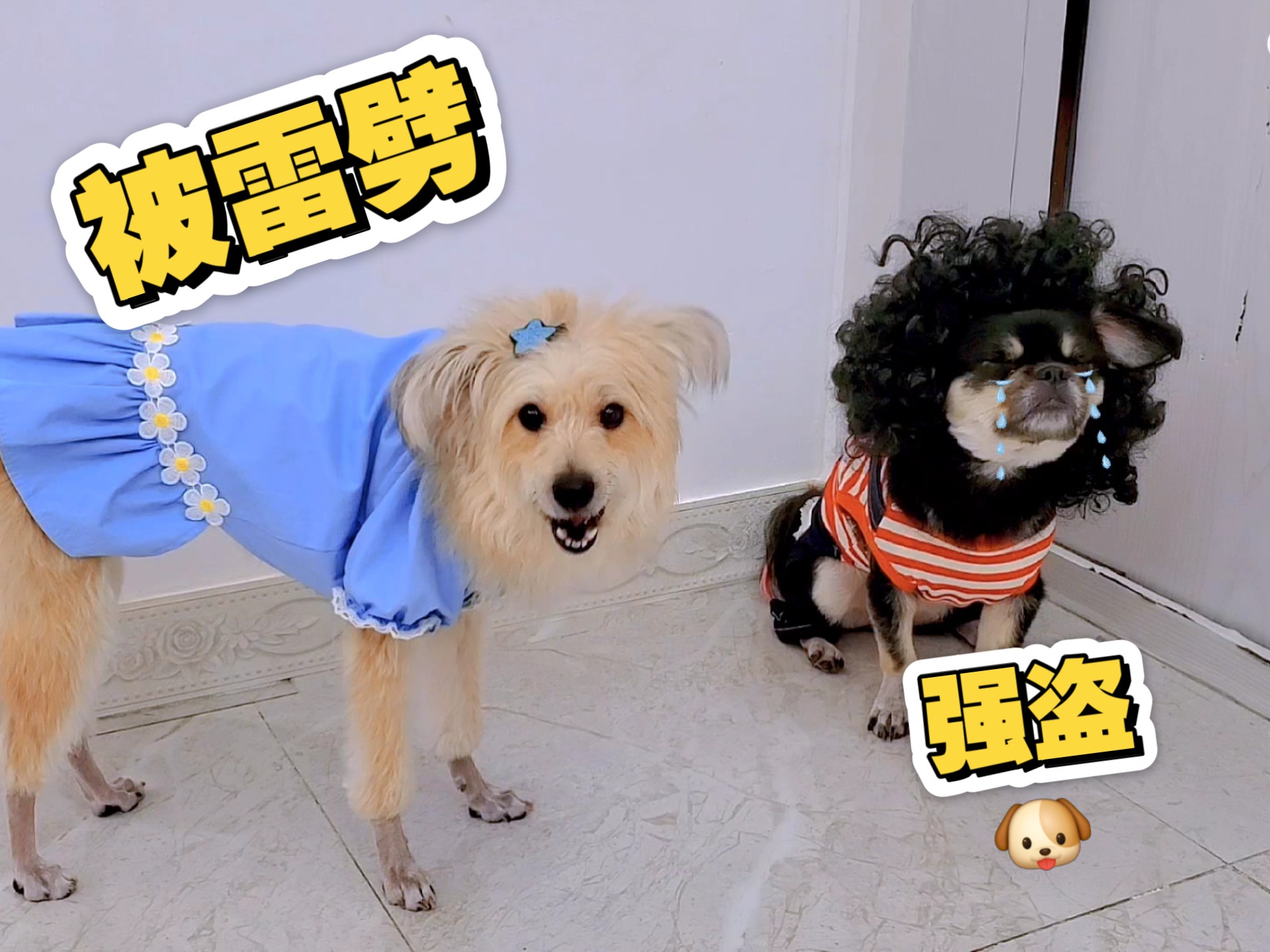 狗狗被雷追着劈，千万不要做坏事