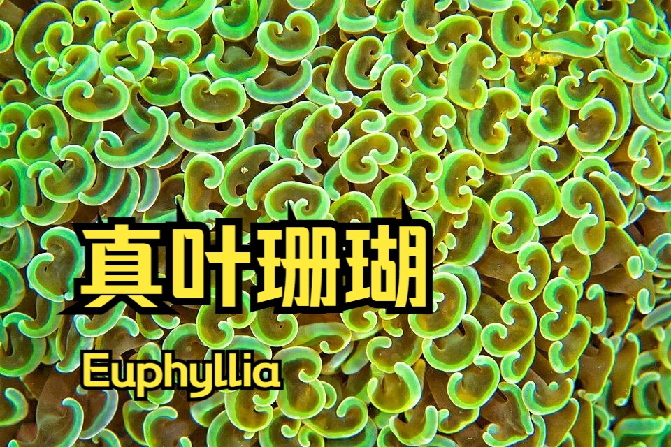 【珊瑚科普】真叶珊瑚euphyllia,快进来学习~哔哩哔哩bilibili