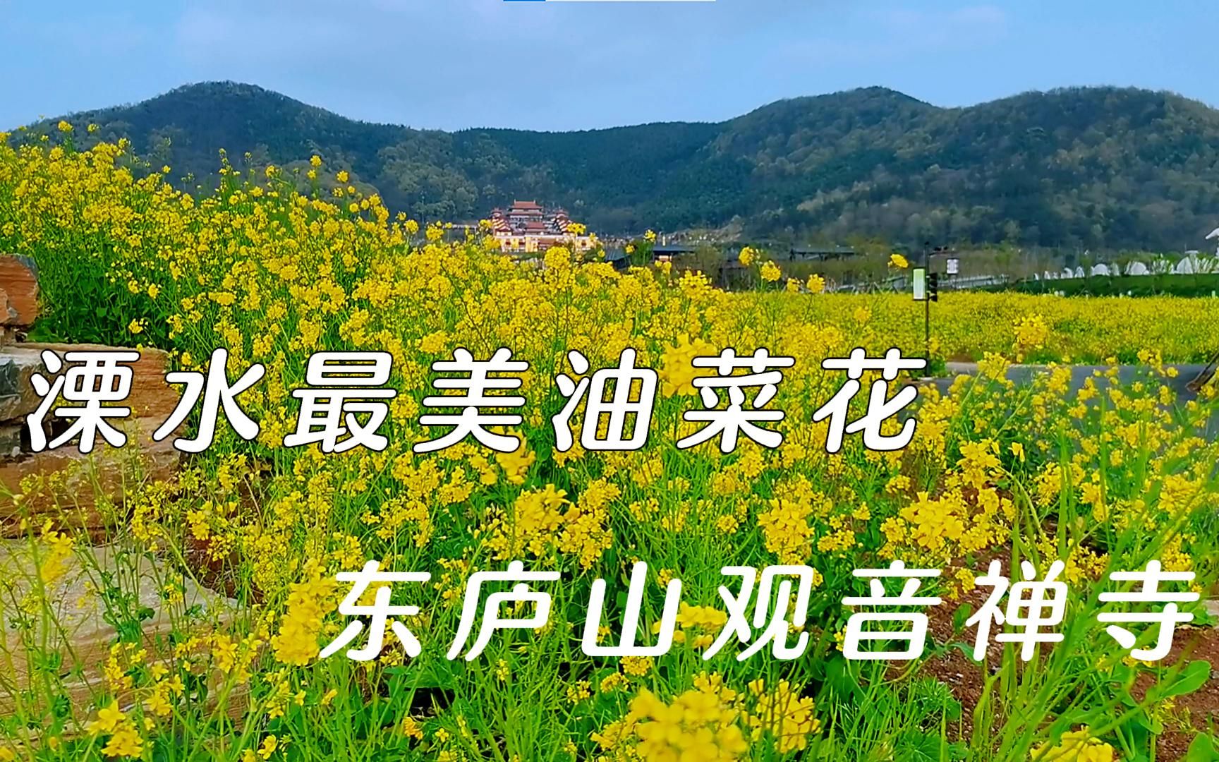 南京溧水最美油菜花,東廬山觀音禪寺_嗶哩嗶哩_bilibili