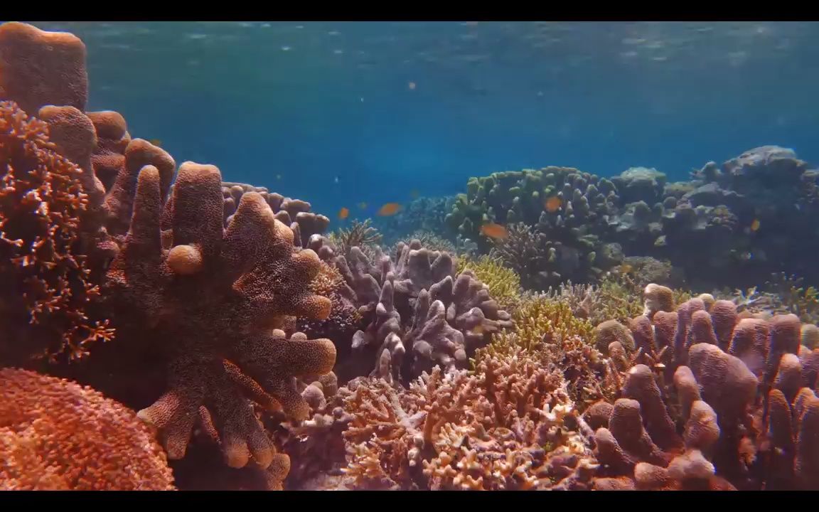 e729 唯美夢幻海洋生物海洋動物鯨魚鯊魚海豚魚類珊瑚海洋館水族館