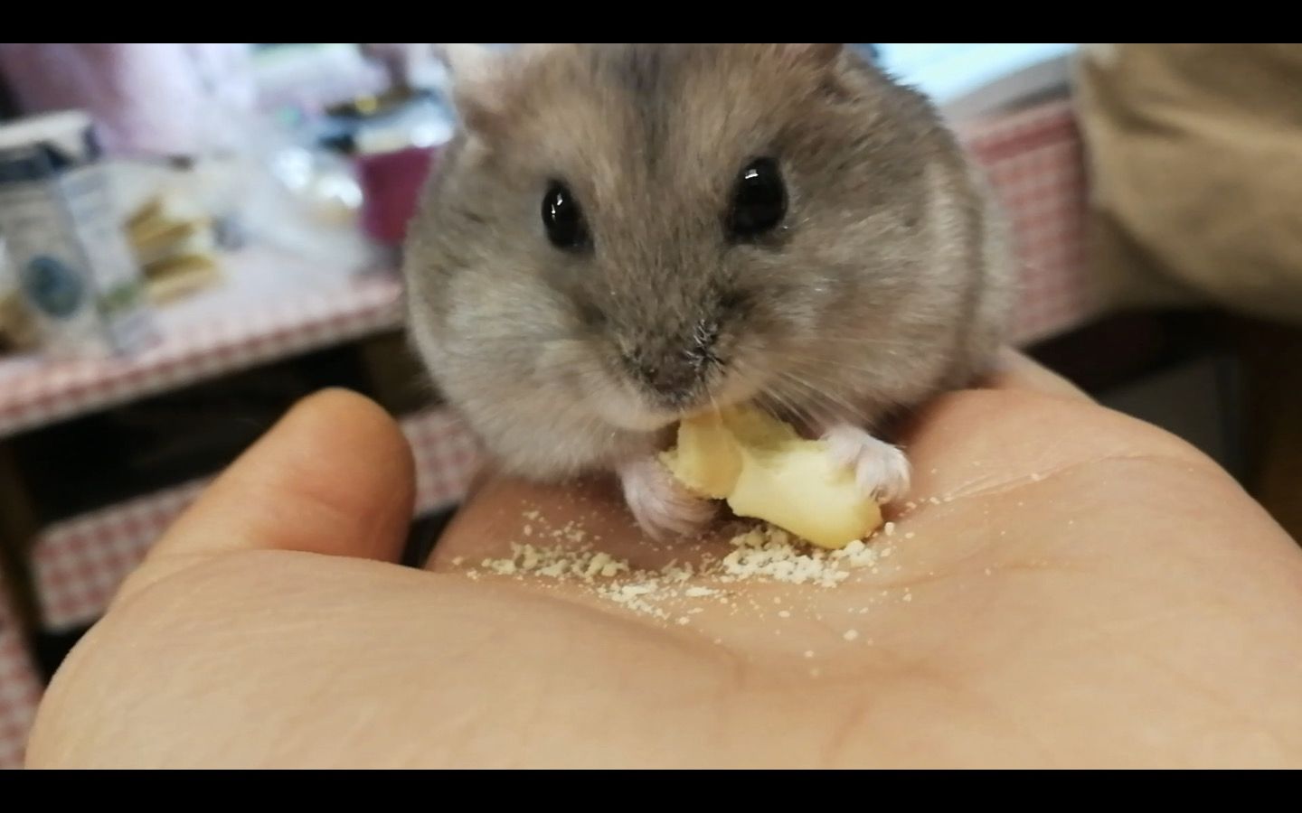 【仓鼠】吃星星饼干_哔哩哔哩_bilibili