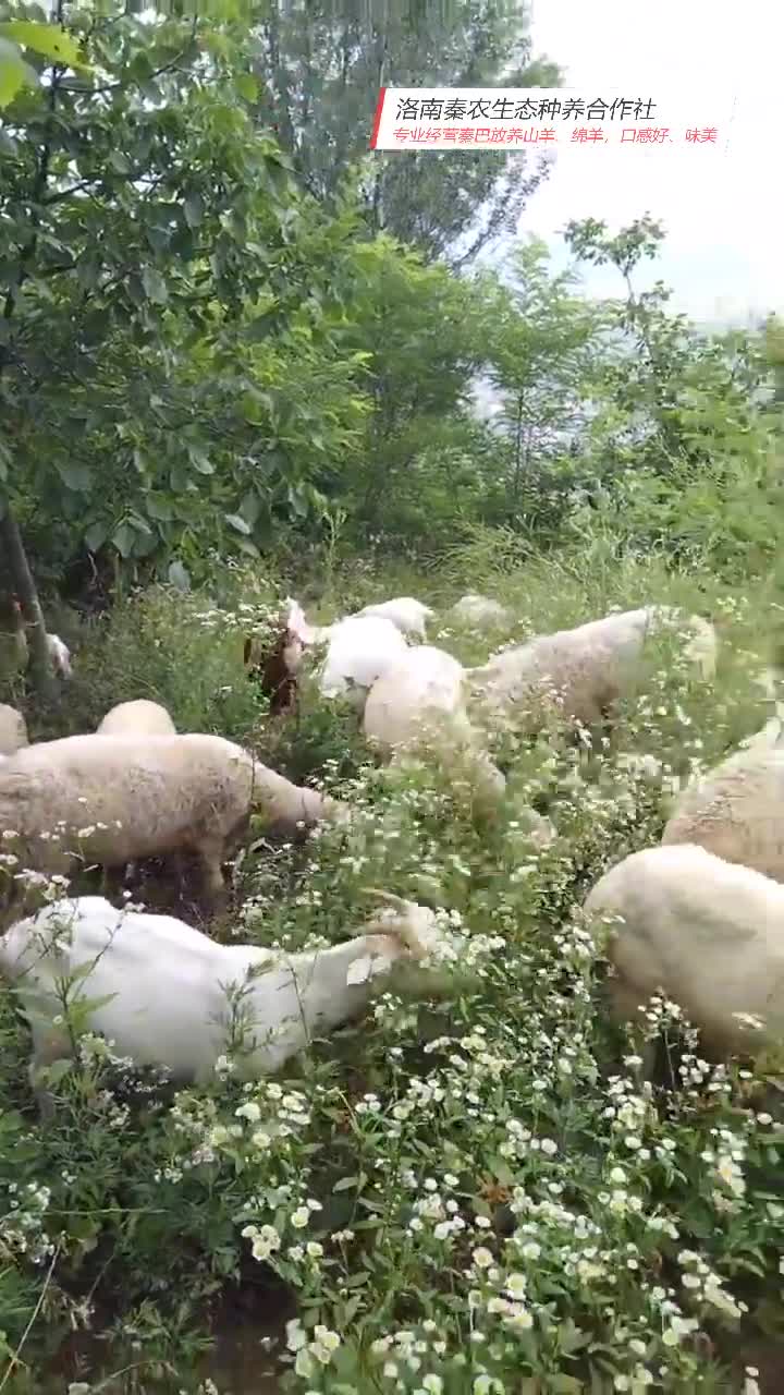 [图]专业经营秦巴放养山羊、绵羊，口感好、味美。