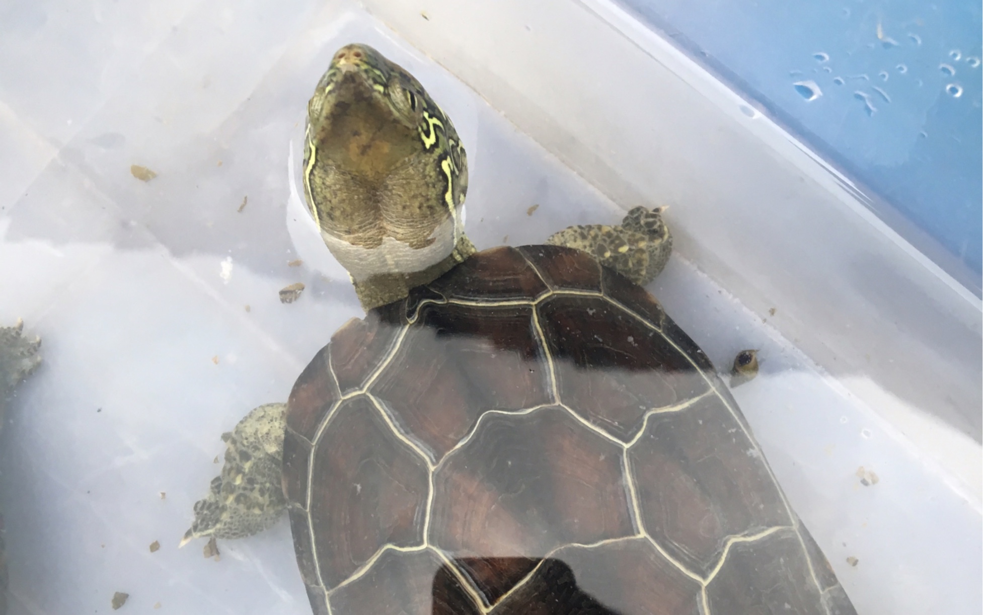 中华草龟美炸了的母草龟