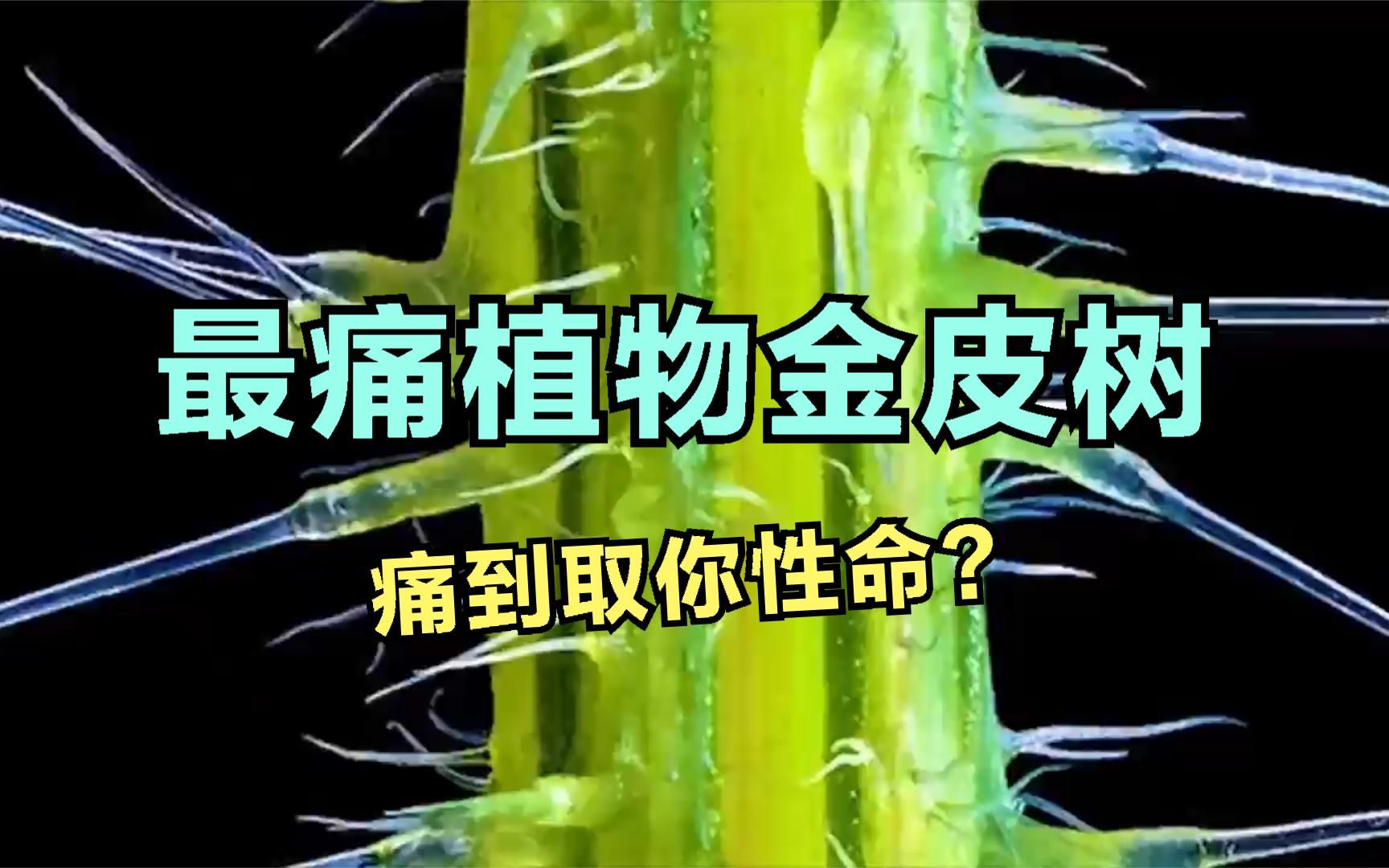 最痛植物金皮树,痛到取你性命?
