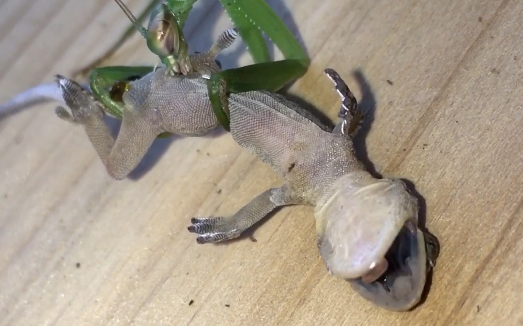 大刀螳螂啮壁虎