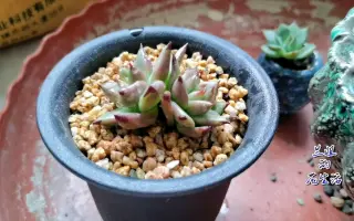 多肉用土 哔哩哔哩 Bilibili