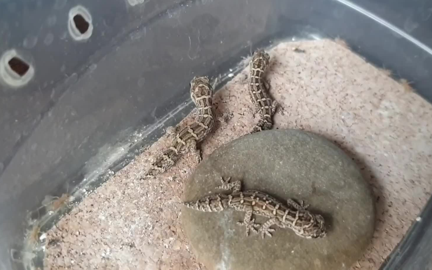 正在捕猎蟋蟀的小壁虎松尾守宫