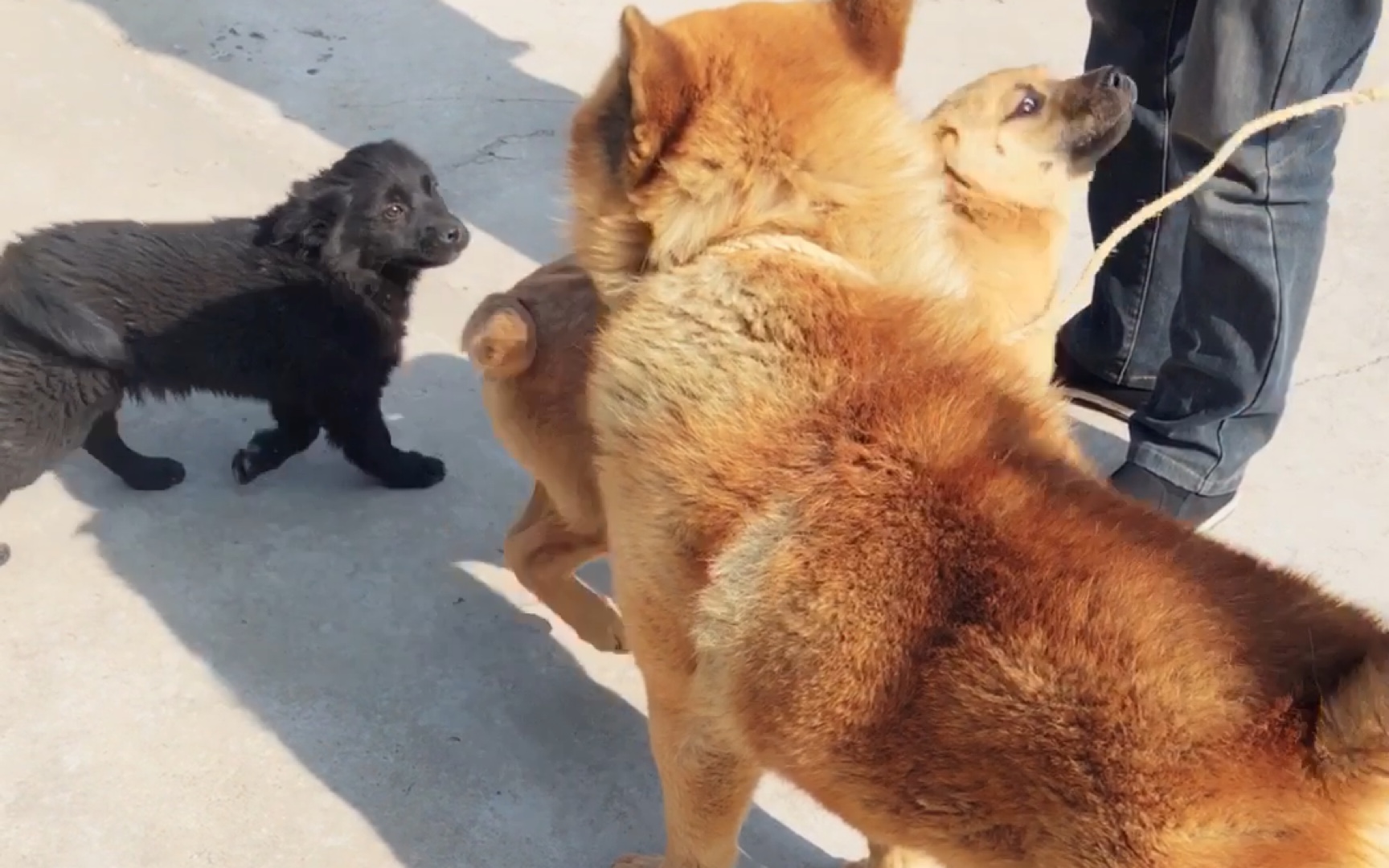 黑皮的日常生活-戏精狗皮皮的表演开始,看大狗就开