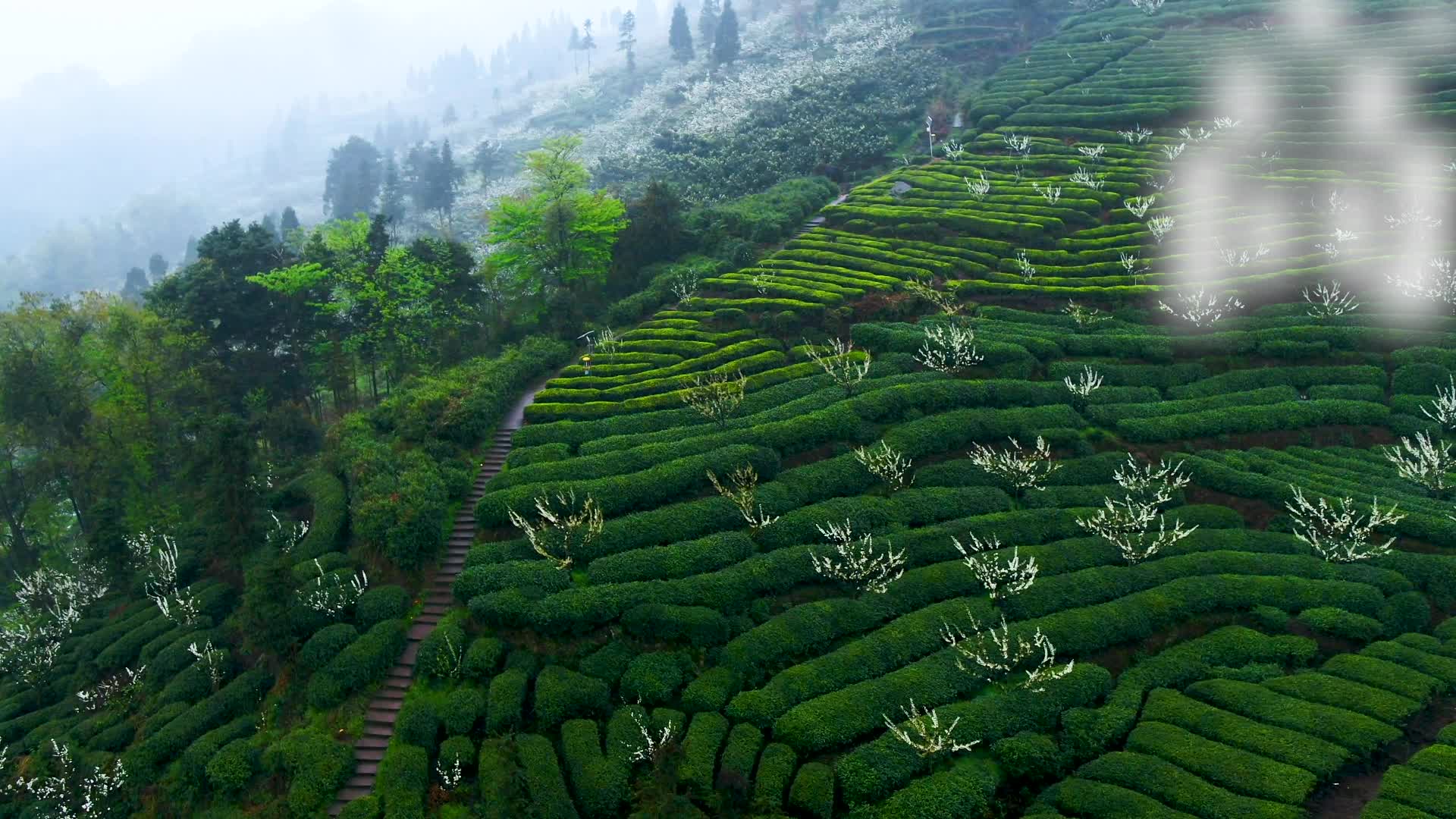 600-1500米峨眉高山茶园,竹叶青蕴养于此