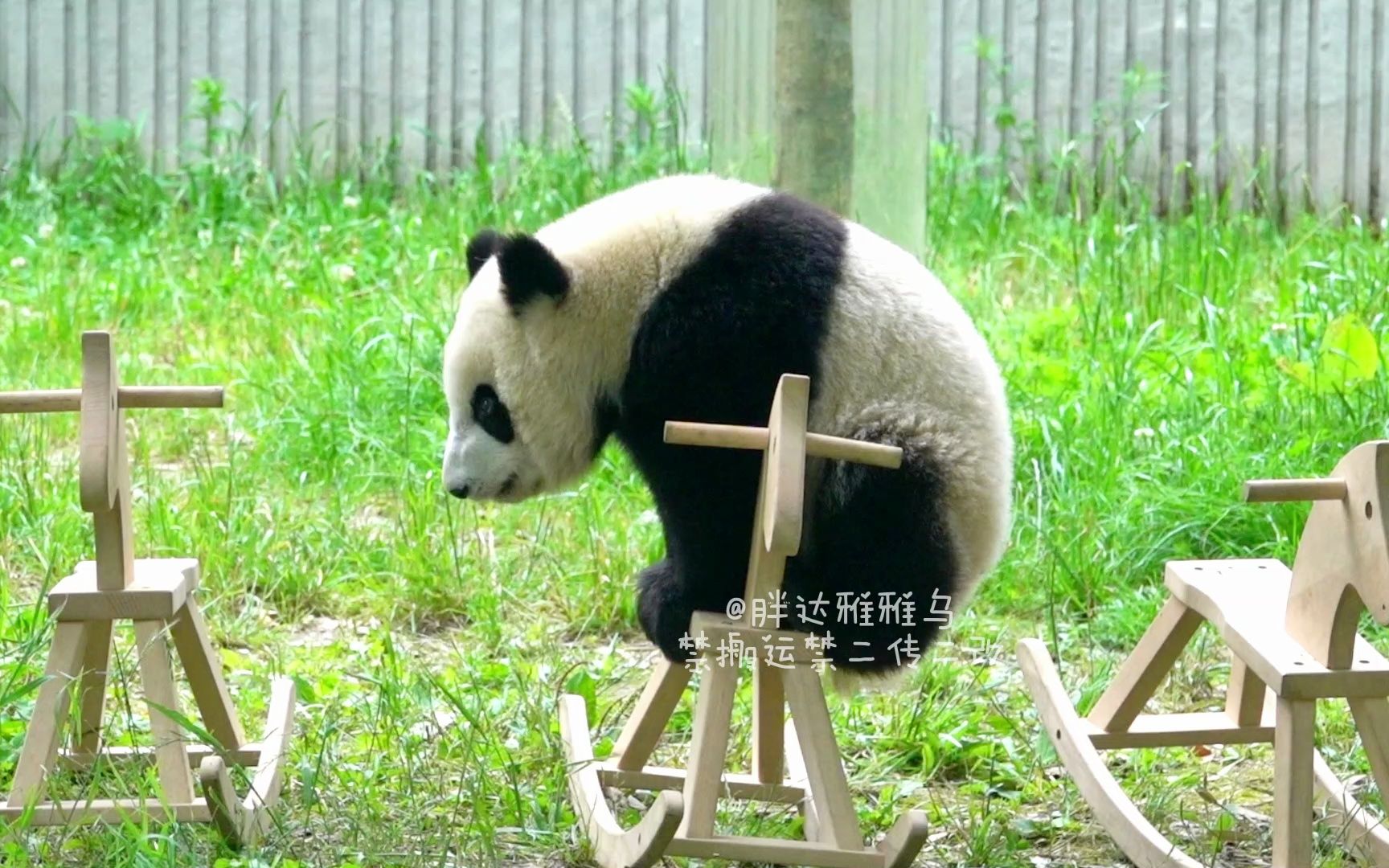 【大熊猫瑛华宝】小十骑木马