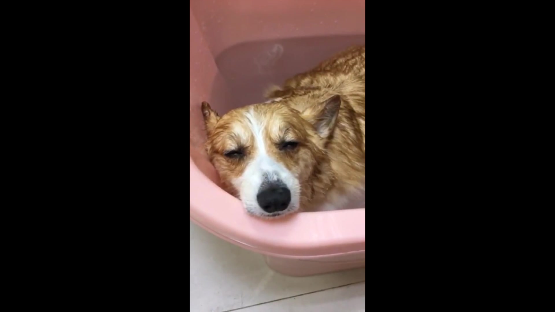 现在这种天气最适合就是泡汤了,让柯基让你看看泡汤有多舒服