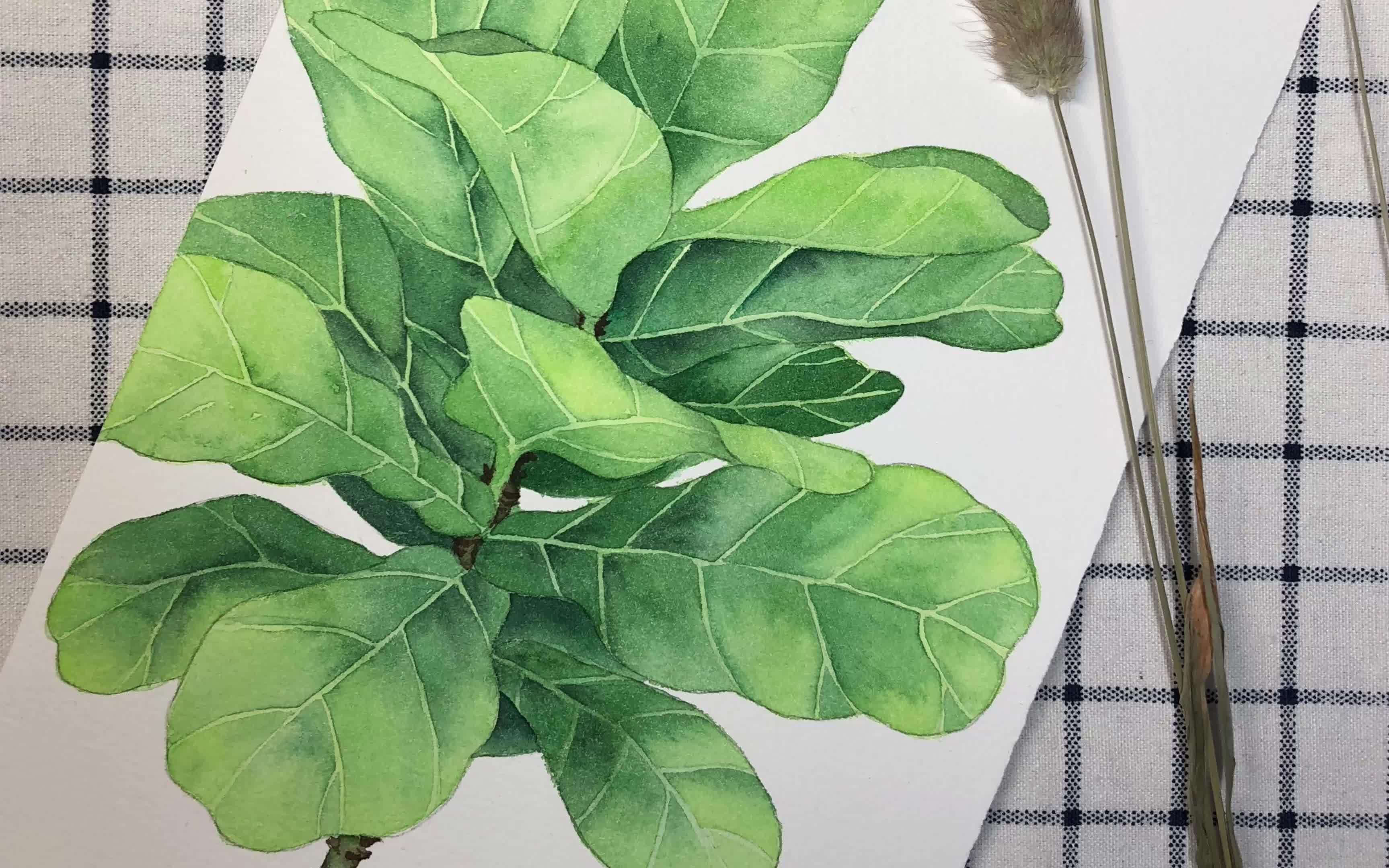 水彩手绘琴叶榕