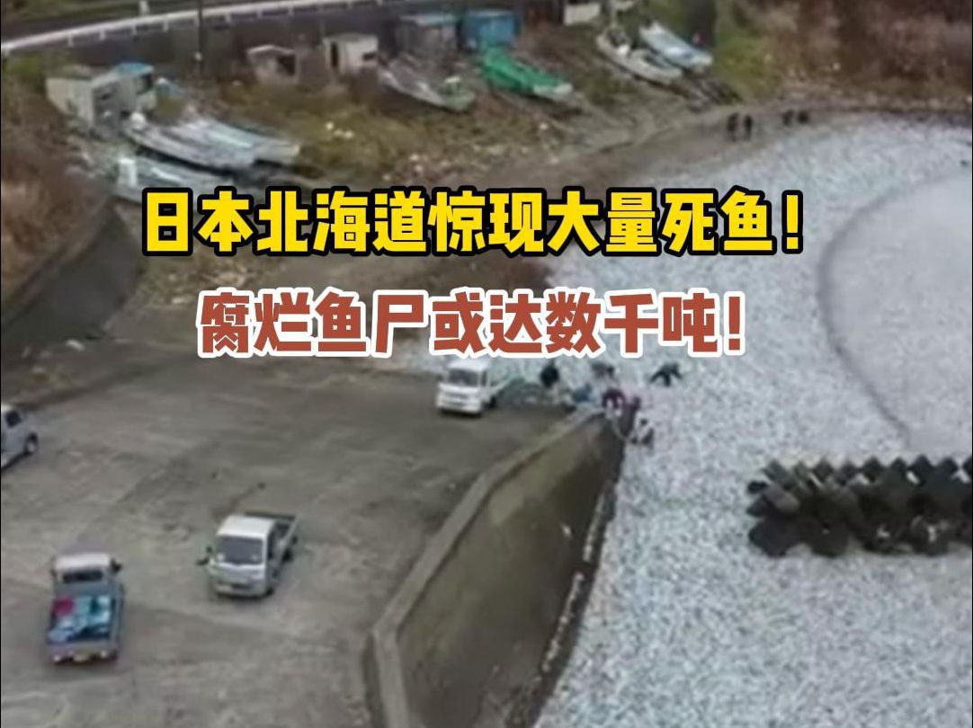 日本北海道惊现大量死鱼! 腐烂鱼尸或达数千吨!