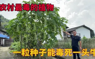 Скачать видео: 农村最毒的植物，遇见了请远离它，听说一粒种子可毒死一头牛