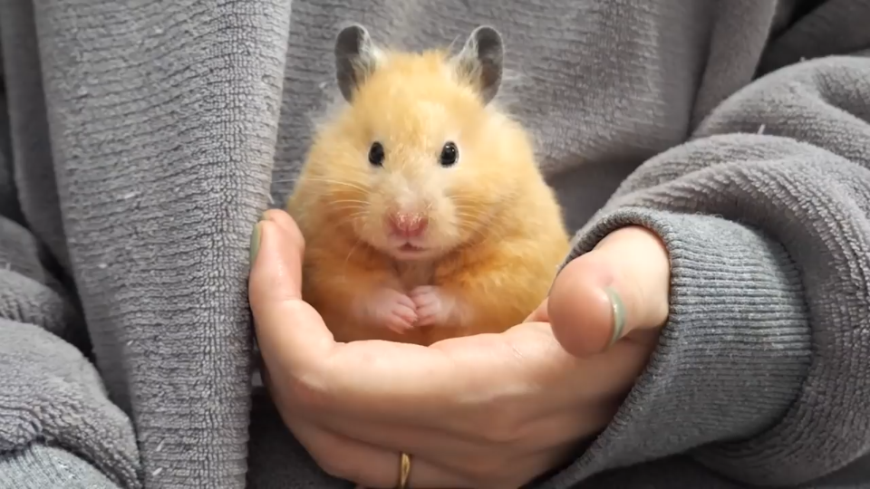 小黄仓鼠_哔哩哔哩_bilibili