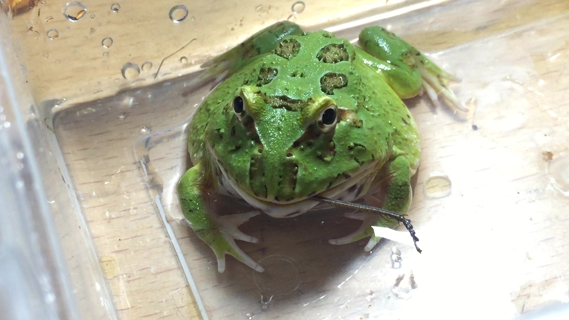 【角蛙】终于…长期不蜕皮的寰螽也被角蛙续了