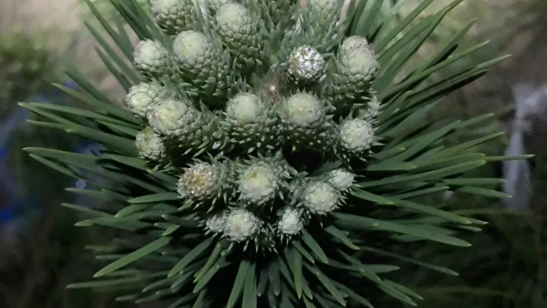 日本瑞宝黑松,芽头接受预定,量少勿扰